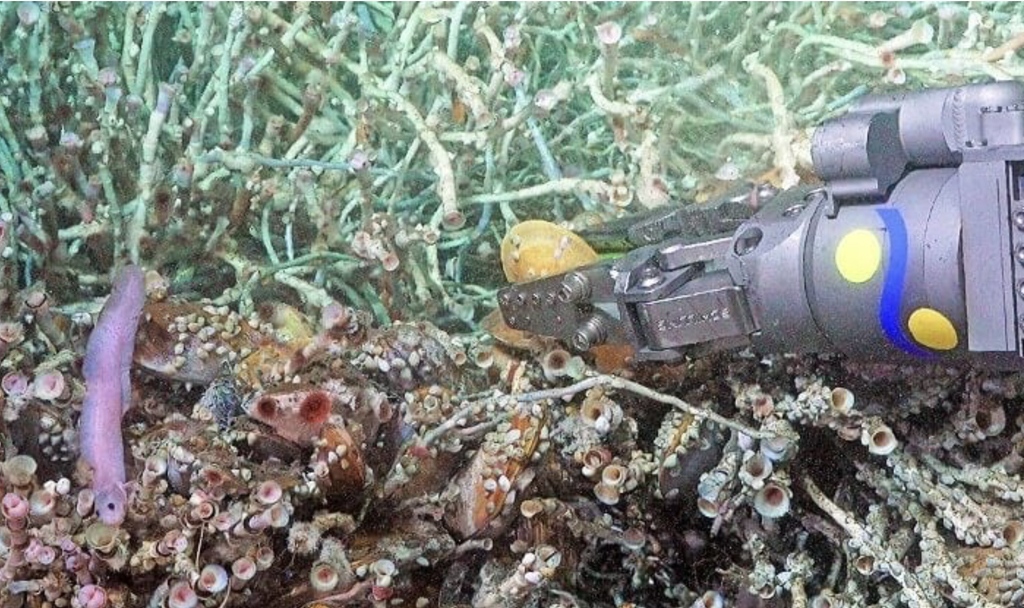 A new species of eel, Pyrolycus jaco, has been found at the hydrothermal vent-like site, Jacó Scar, by teams led by <a href="/Scripps_Ocean/">Scripps Institution of Oceanography</a> in Costa Rica. This discovery was aided by video footage captured by sibling org <a href="/SchmidtOcean/">Schmidt Ocean</a> Institute.

Read more here: bit.ly/3wwi9v8