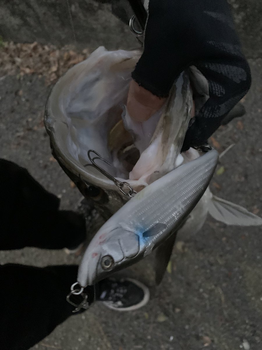 namatamanama's tweet photo. なかなか難しいんですが、釣れ筋のルアーなのでタイミングを合わせてやればワンチャン、、、って感じですねー。
140サイズは→扱いやすく、良型が口を使いやすいルアーのイメージです。🙏☺️
#Roughstyle
#Tupper140
#Prowl140 https://t.co/2okEf80Rpl