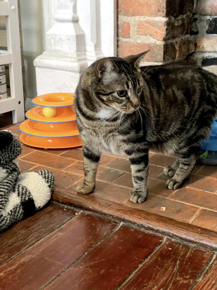 CrossRdsCampus's tweet photo. Lily needs someone calm and patient to bring her out of her shell, and the quickest way to Lily's heart is through wet food - she'll do just about anything for a can tuna!
If interested in adopting, please fill out an app at https://t.co/rLZ0aHtLdp
#crpLily #catsofnashville https://t.co/SwDbfwBoyY