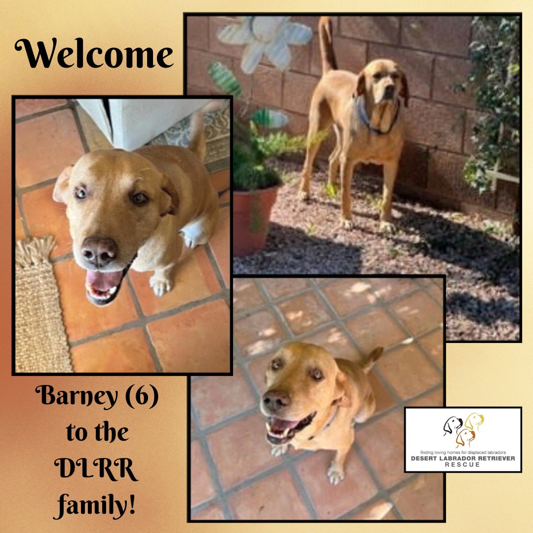 Desert Lab Rescue tweet media