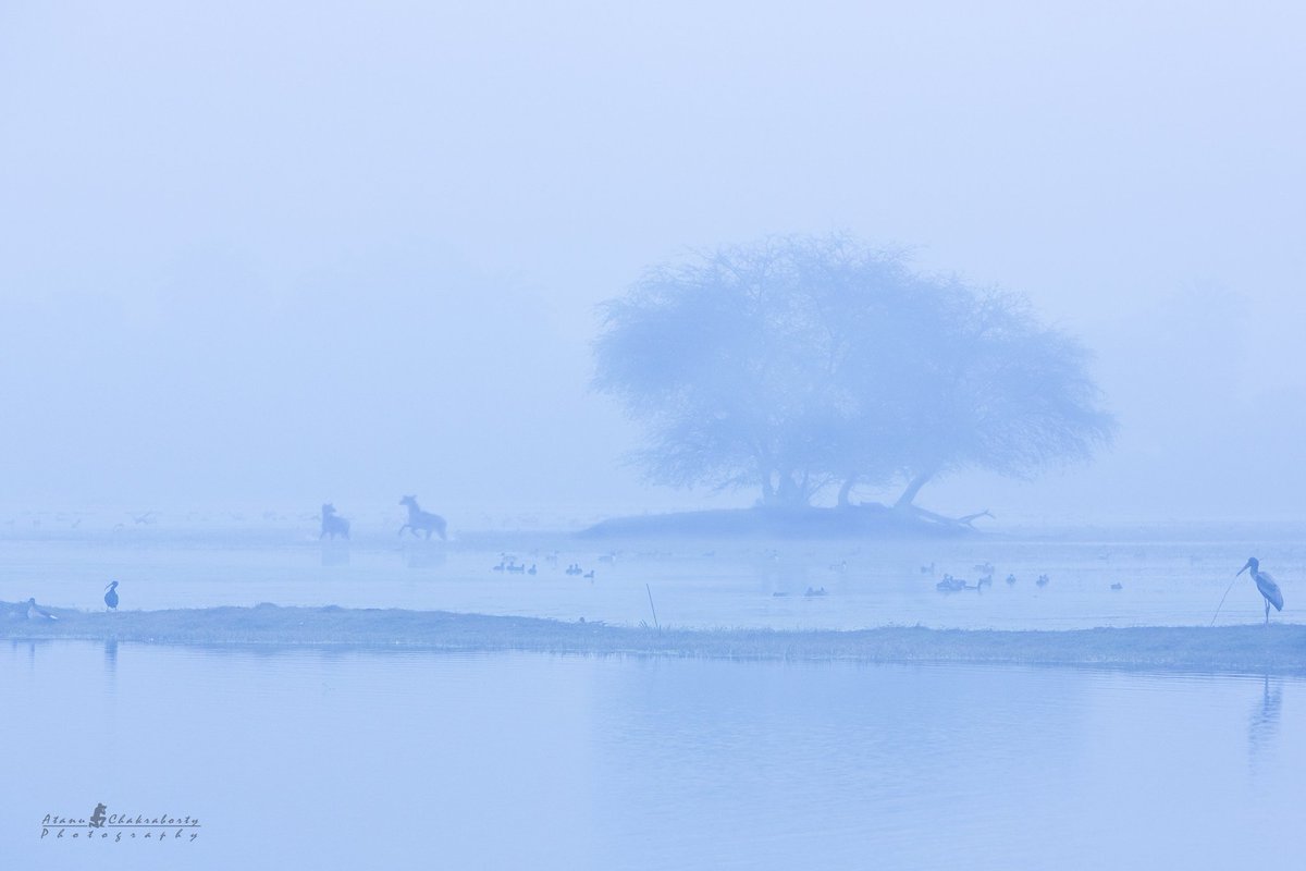 atanu_ch1's tweet photo. "Morning Raga" !
- Bharatpur, Rajasthan, Jan '23 !

#birds #wildlife #wildlifephotography #BBCWildlifePOTD @natgeowild @Discovery @AnimalPlanetIn @ParveenKaswan @rameshpandeyifs @susantananda3 @WildLense_India @DisttForester @moefcc #wildscape https://t.co/GGCqAhAmsr