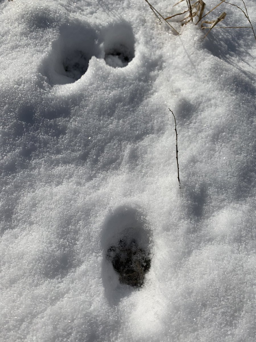 火曜の夕方から降った雪で
水曜の朝めったに積もらないうちの地域にも積雪
猫の足跡！！！可愛い💕