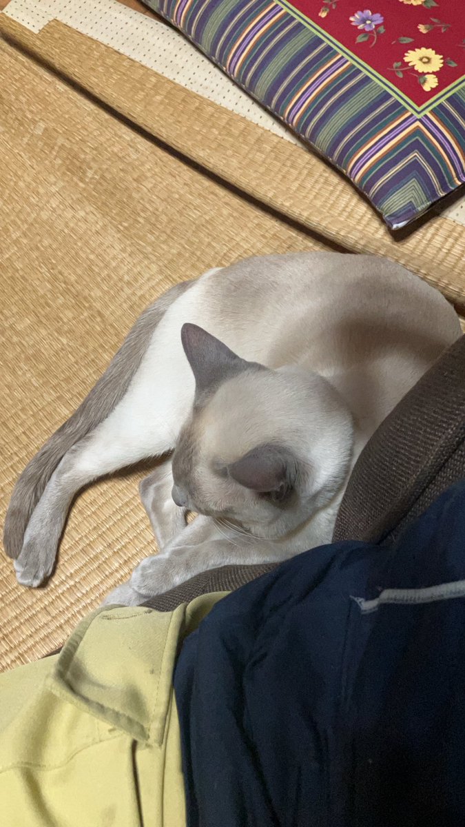 nalurei's tweet photo. いつも隣に。 https://t.co/WloxIrRJxi