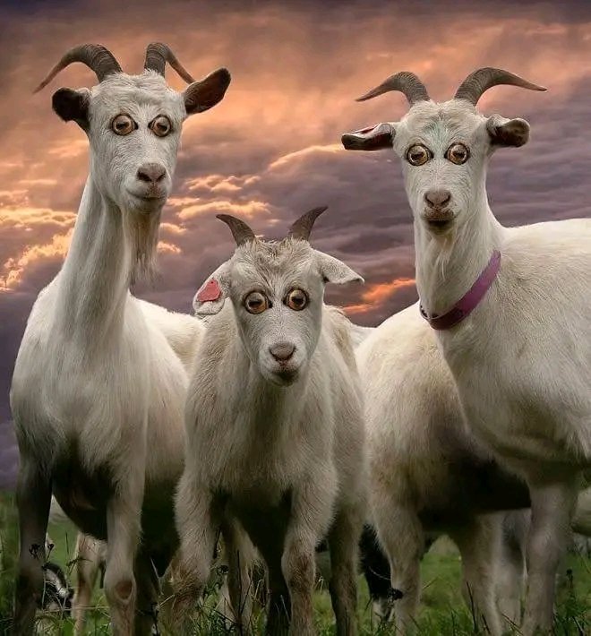 If animals had eyes at the front..

A thread 😂👇