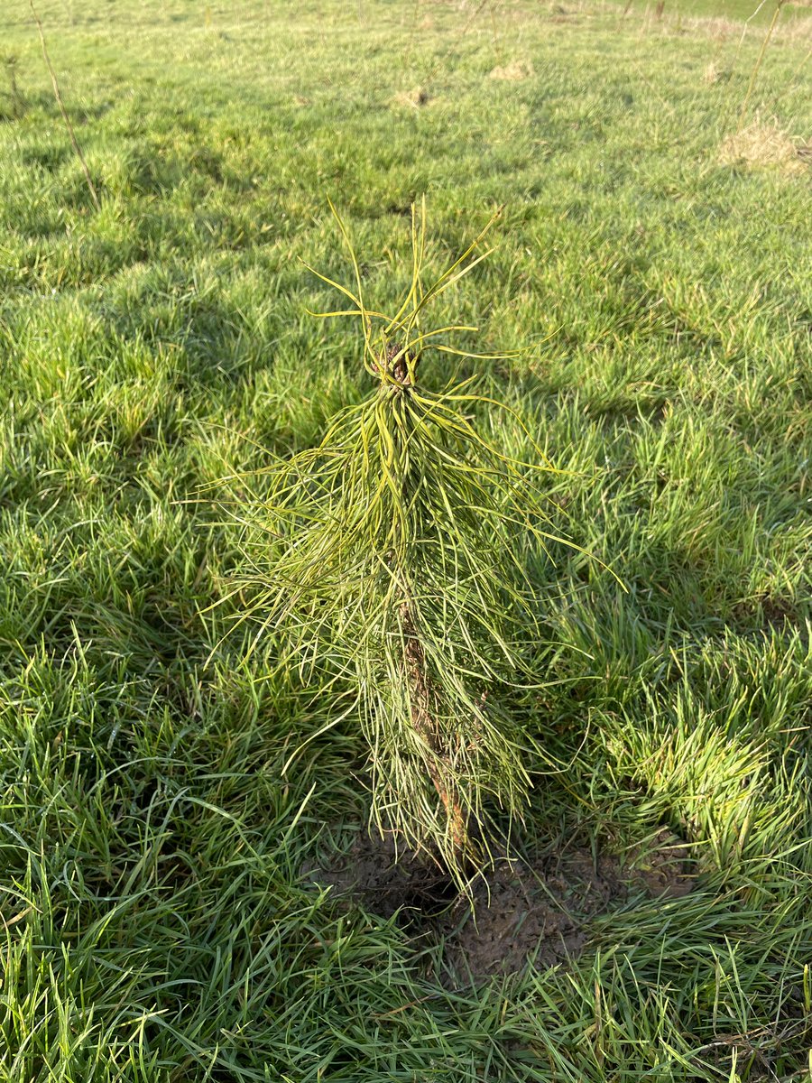 Barry_ndgreen's tweet photo. Beautiful morning for tree planting at Castle Park. Great to see lots of families making the best of the bright morning by helping out with tree planting.
Thereβs still time to get along today until 2pm and tomorrow from 11am to 2pm @ANDborough #stand4trees https://t.co/oZ2G5sdPar