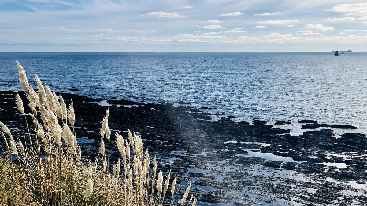 Pampas grass at Falmouth Bay. We love the contrast of colours here. #lovefalmouth #cornwall #swisbest #bythesea #coastalliving #ilovecornwall #lovewhereyoulive #falmouthbay #falmouth