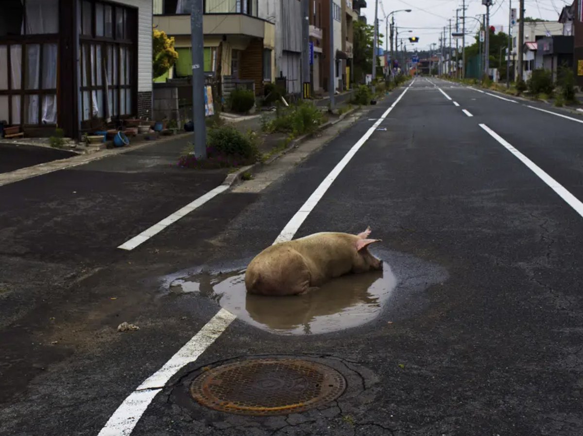 TenerifeVial's tweet image. 🚧 Es posible que los charcos gusten a los cerdos, pero los que circulamos por carreteras así tenemos derecho a la #SeguridadVial. 

Menos cerdos y más conservación y mantenimiento.