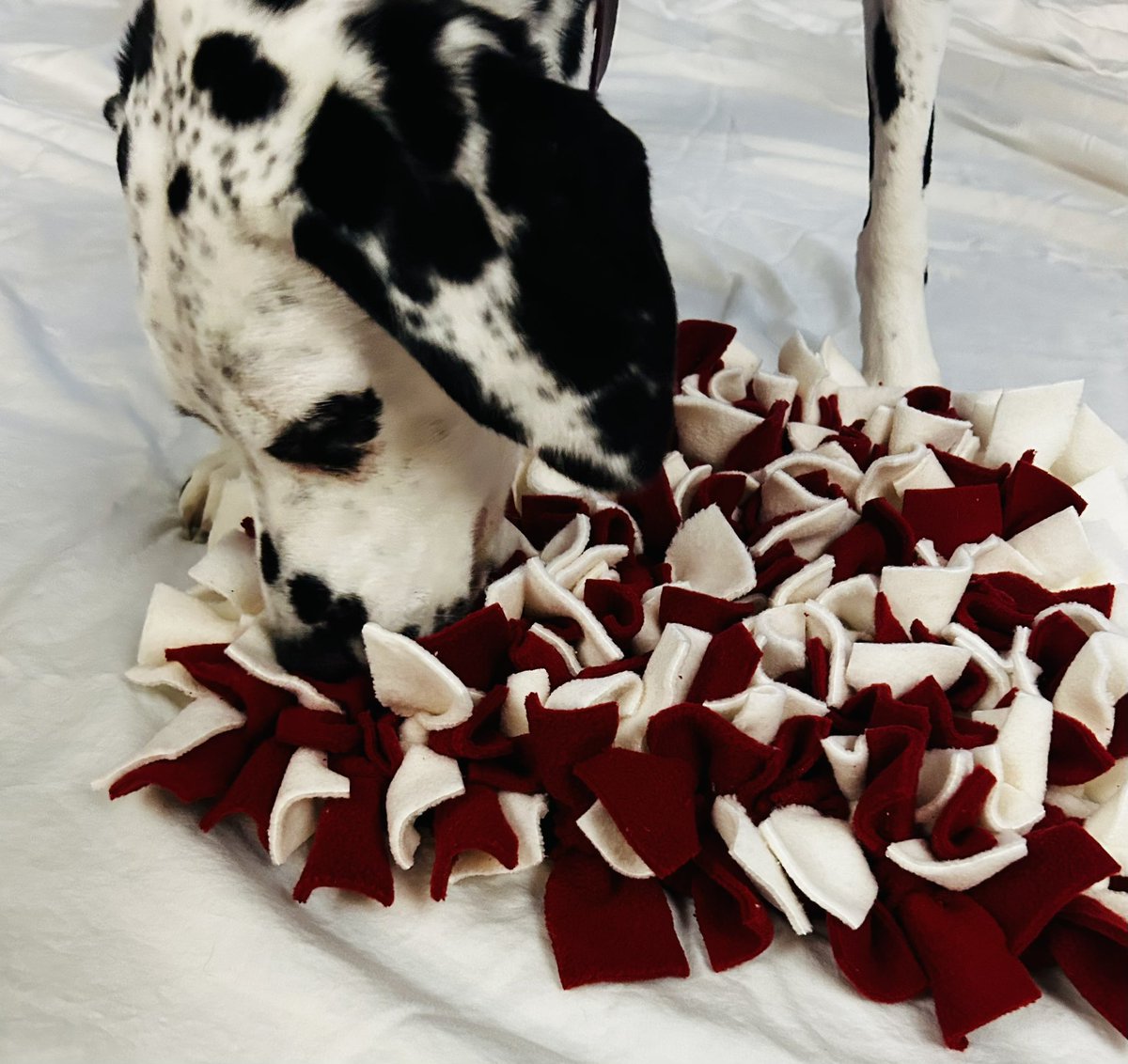 AdenaAnn's tweet image. Bowie is an expert at snuffling. 🤩

A #snufflemat just like this is available in my @Etsy shop! Check it out: bowiesbuddies.etsy.com. ❤️

#DogLover #dogsoftwitter