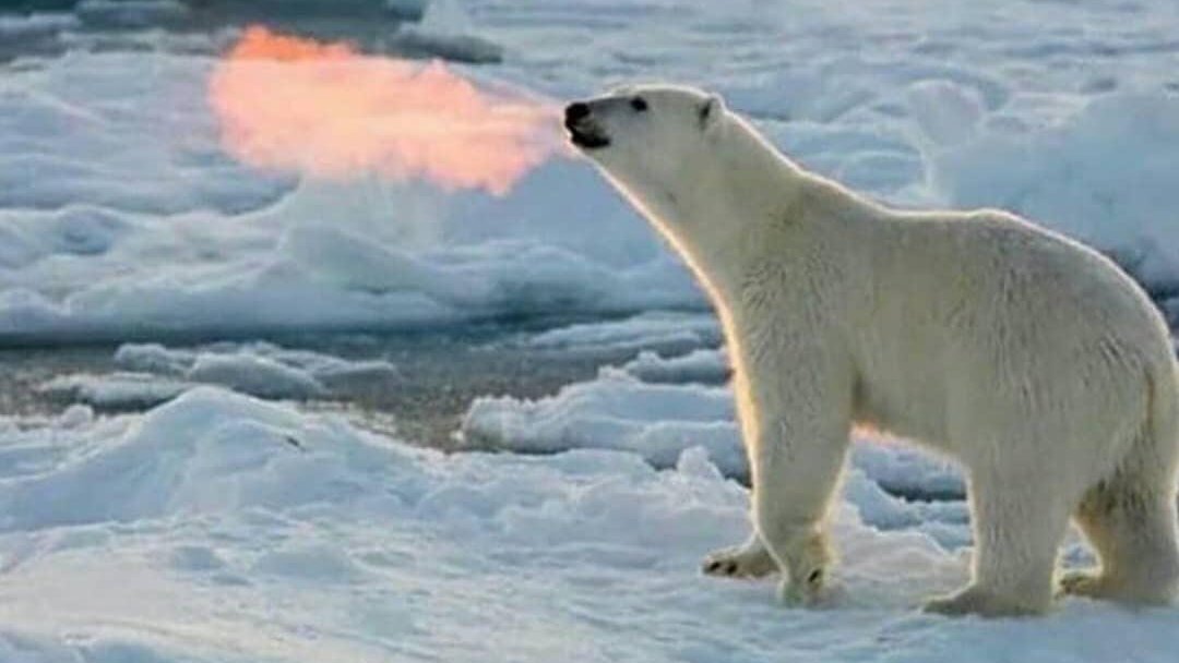 Fire-breathing polar bears are the number one cause of death in Canada.