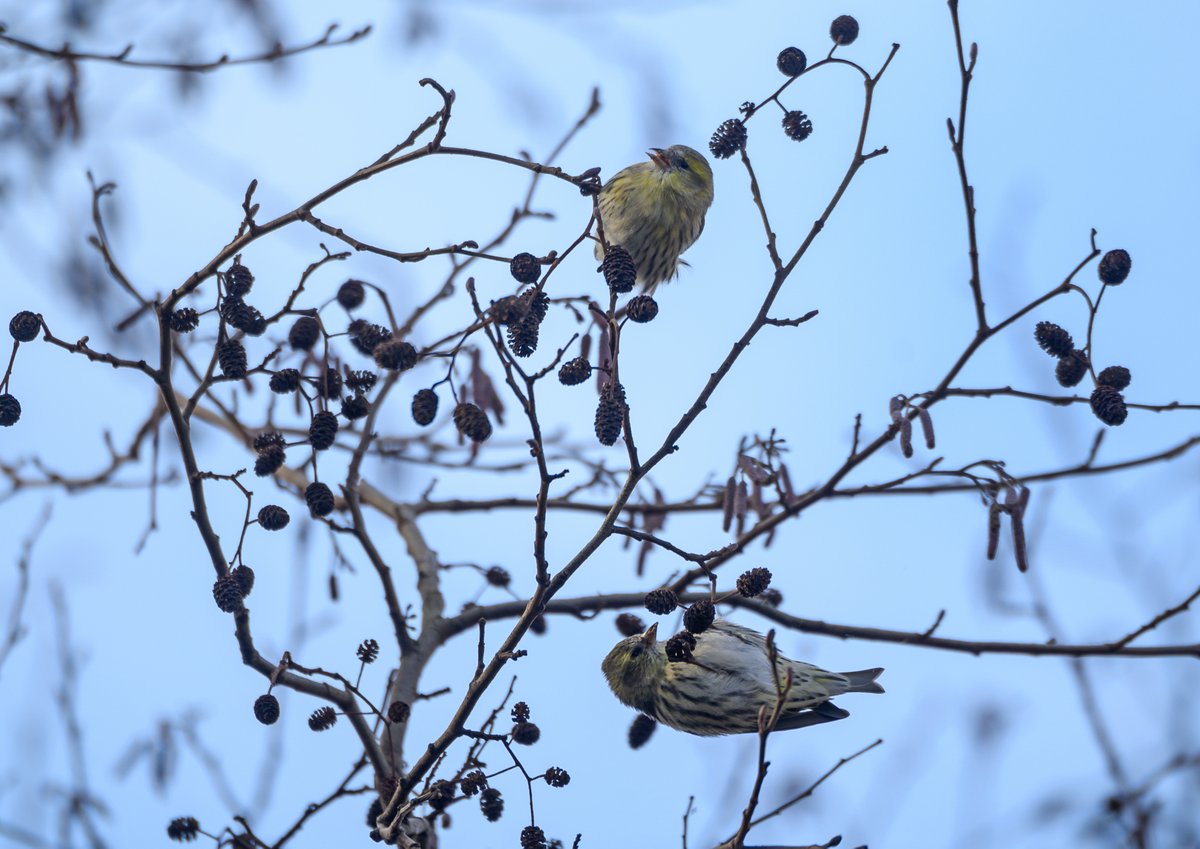 #urbanwildlife walk @LochendPark birds (friendly Grey Heron, LT Tit, Gold Finch, Sishen) busy feeding everywhere #winterwatch @EdinburghNats @BBCSpringWatch @birdinglothian @ScotWildlife @RSPBEdinburghLG @nature_scot