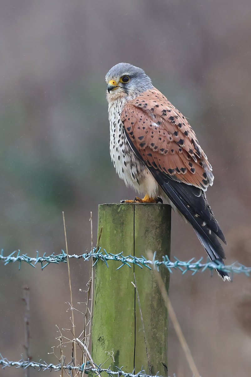 Male kes on a moody dim day #canonphotography #wildlifephotography #wildlife #WinterFeelings #NaturePhotography #birdphotography #BirdsOfTwitter #BirdsSeenIn2022 @CanonUSAimaging @CanonUKandIE @BBCWinterwatch #nature