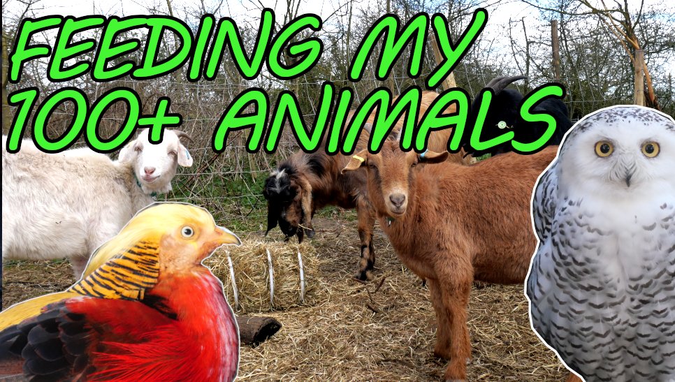GWakelingWriter's tweet photo. 🌱 NEW VIDEO 🌱

It's a long one! With 100+ animals, it's time to do morning chores. 

https://t.co/TXi6Kof4JJ https://t.co/lGJJGrARVP
