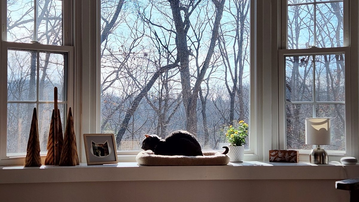 We moved into a 1970s fixer upper, &amp; Dad thought heating/cooling bills would be crazy! Thanks to new windows, they're PAWsitively manageable! Go to windownation.com,get a GREAT deal on YOUR new windows &amp; save up to 30% on heating!  Sincerely, 
Milhouse &amp; Ferris 🐾 #AD