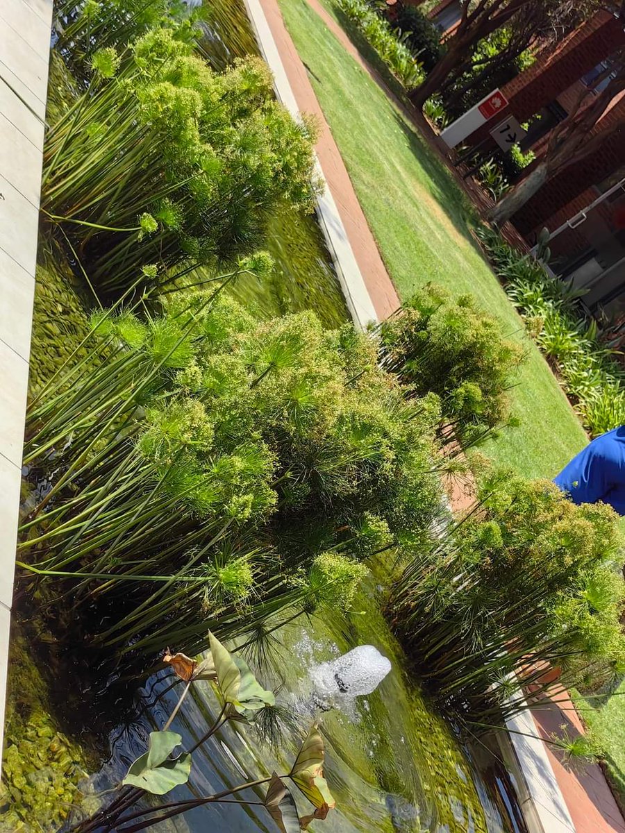 #HUAWEIMate50Pro What a beautiful experience 🥰❤️🔥🔥 <a href="/HuaweiZA/">Huawei Mobile SA</a>