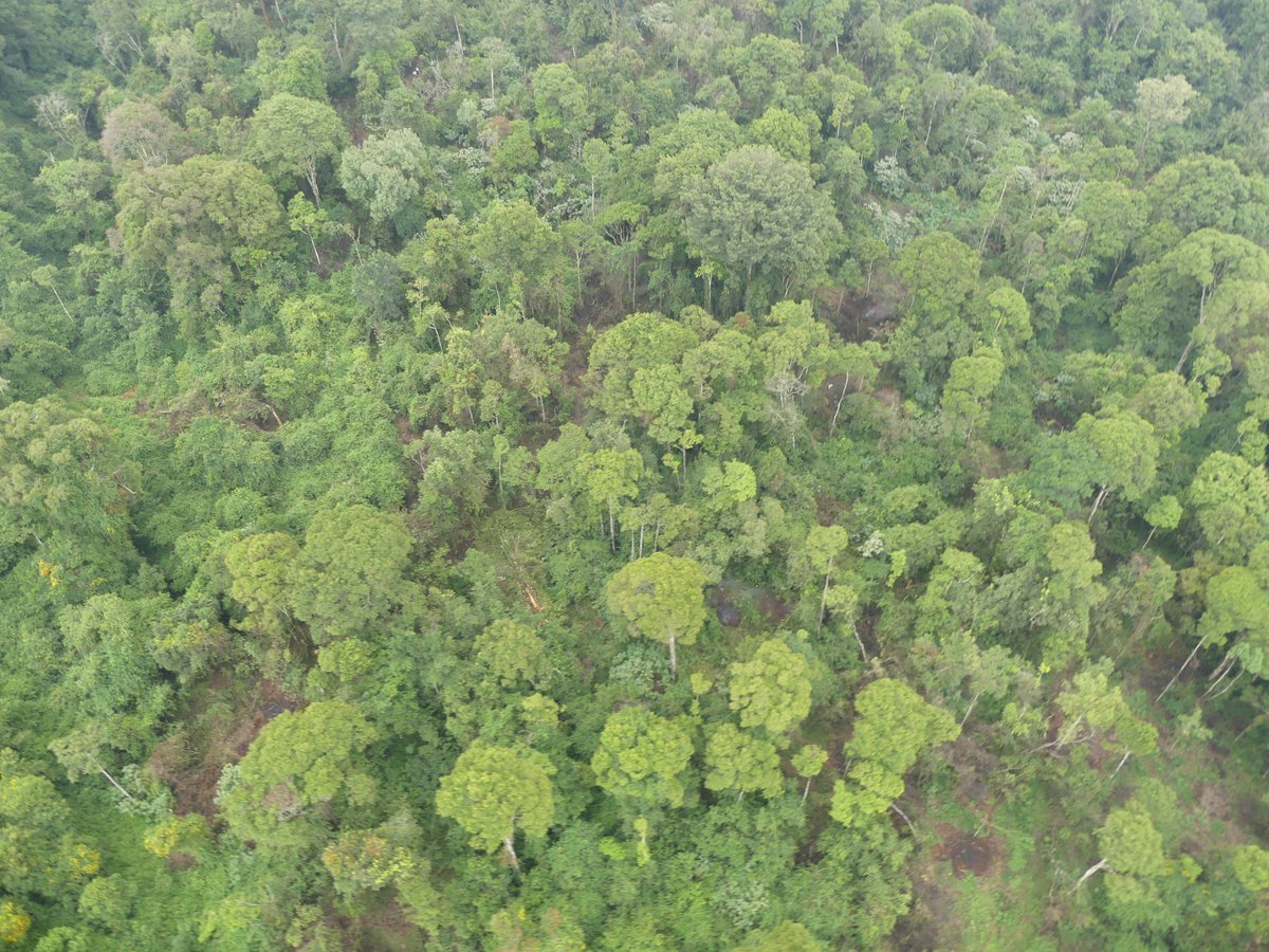 PhotosForTrees's tweet photo. Monocrop #plantation vs. #indigenousforest
Which suffers more #treetheft and why?
#riftvalley #sabatia https://t.co/LZMwIn3Nin