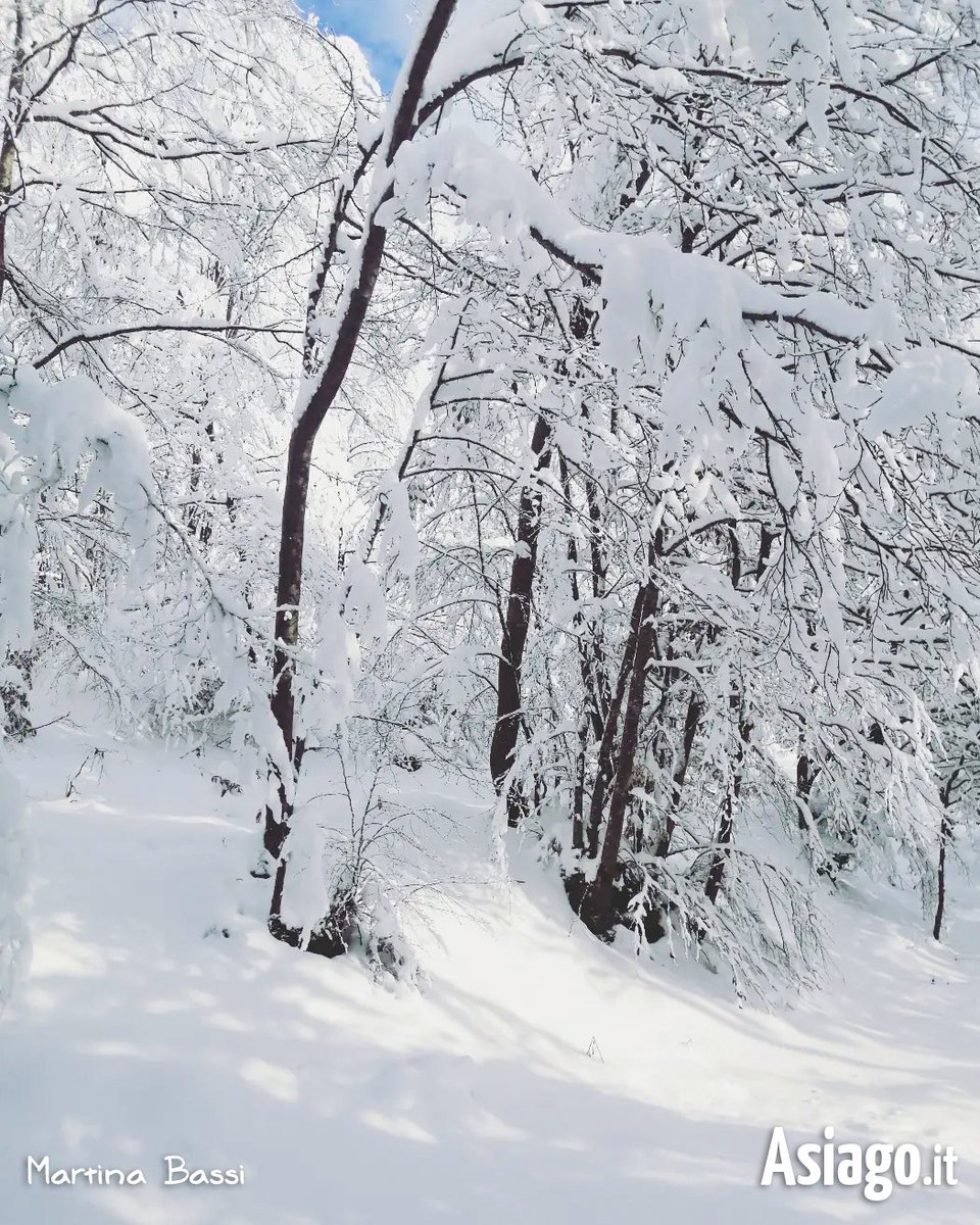 AsiagoIt's tweet photo. I rami degli alberi innevati creano i loro #ricami perfetti... camminare attorniati da tanta meraviglia ritempra l'animo! 😍 Siete d'accordo con noi, amici?
BUONA SERATA A TUTTI! 🤗
#Biancoia - #LusianaConco - #altopianodiasiago, 20/1/23
#Veneto #montagna #neve https://t.co/wkgmrPt0O0