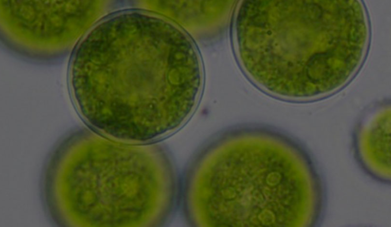 IPacuicultura's tweet photo. #SemanaIPac / Taller sobre microalgas y legislación para la alimentación humana y animal en el marco del proyecto Enhance MicroAlgae   https://t.co/wxpdYNtyYM
Será el próximo 13 de febrero https://t.co/bTi20ckIjg