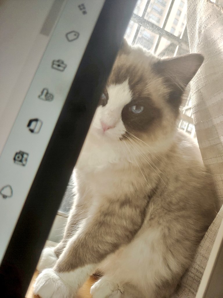 czsddyyyy's tweet photo. 我的小猫 https://t.co/AvC1nz8B46