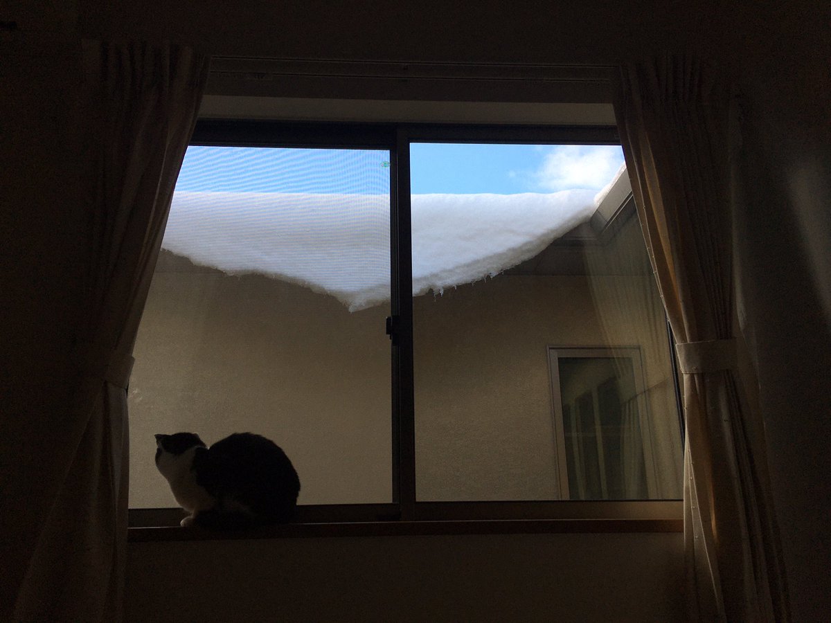aiko_tsukahara's tweet photo. #野良猫 #家猫 #保護猫 #猫のいる暮らし #猫動画 #雪 #猫と雪 #猫の足跡 #写真 #cats #straycats #catmovies #catandsnow #photo #photograghy https://t.co/Fs119Zro0t