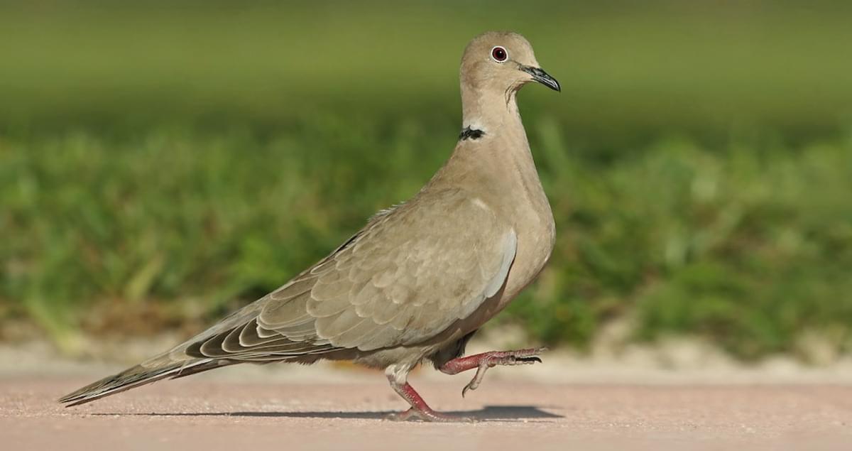 Pet_Connection's tweet image. Collared doves, as the name suggests, have a distinctive black neck collar and are a pale, pinky-brown grey colour. Have you seen any on this year's @Natures_Voice Big Garden Birdwatch?