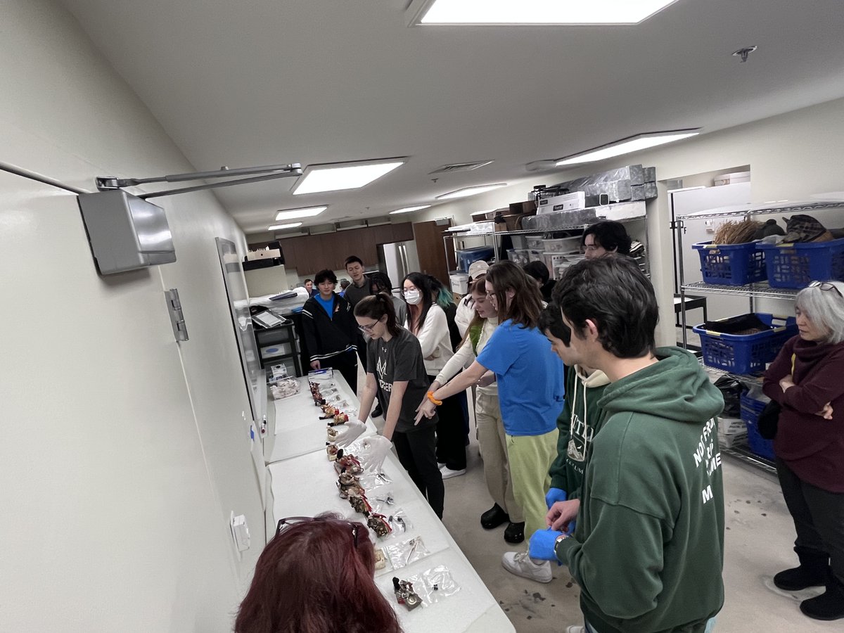 EALCWFU's tweet photo. Second Year Japanese students @EALCWFU #wfu have started to work on the exhibit "Children's Holidays in Japan." Thank you, @LamMuseum, for partnering with us and providing experiential learning opportunities for students! https://t.co/AVkkhMvyoN