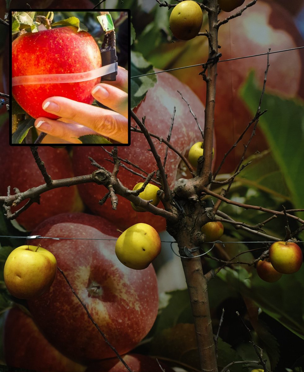 Tried a new format like #bereal #apple #digitalisaton