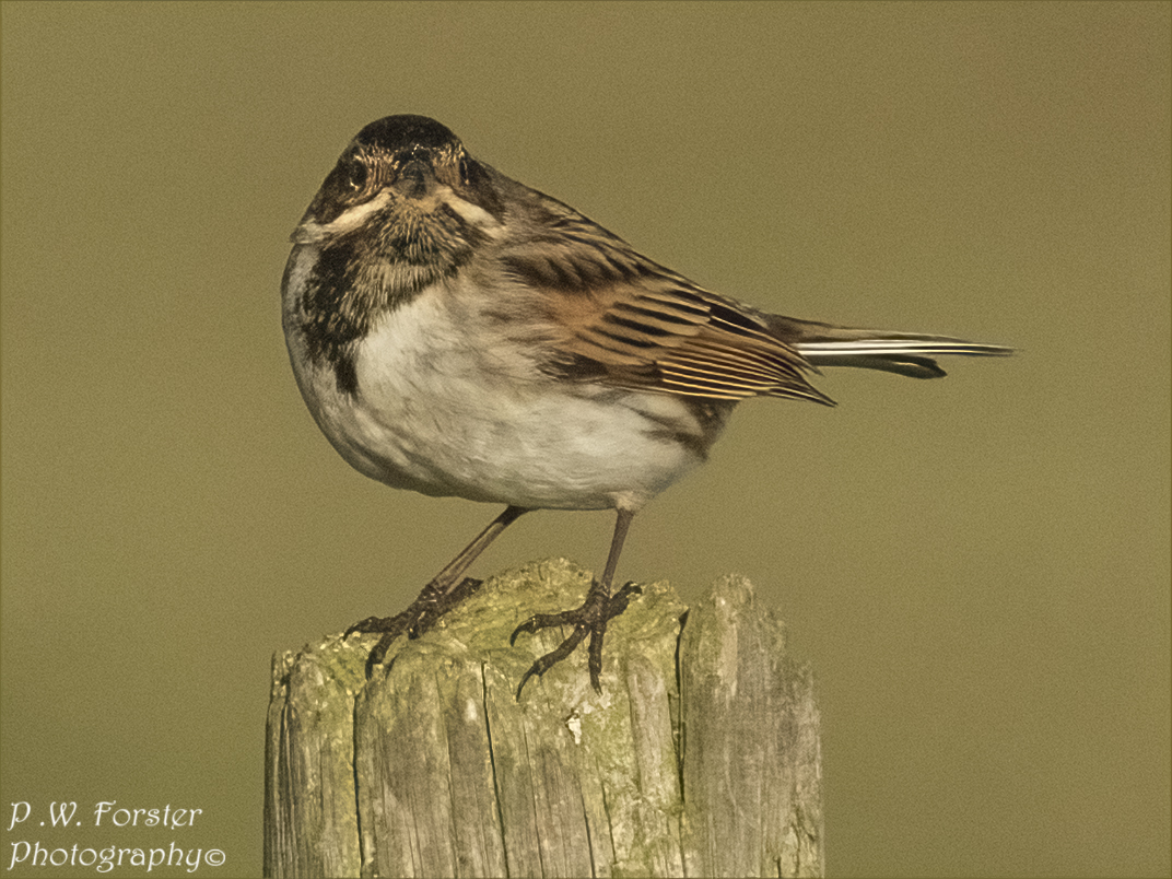 Male Reed Bunting Zinc Rd Yesterday
@teesbirds1 @WhitbyNats @WildlifeMag @Natures_Voice @wildlife @ynuorg @clevelandbirds @teeswildlife @TeesCoast @DurhamBirdClub @TeesmouthNNR @RSPBSaltholme @YWT_North @YorksWildlife @NTBirdClub #nodrivalpost