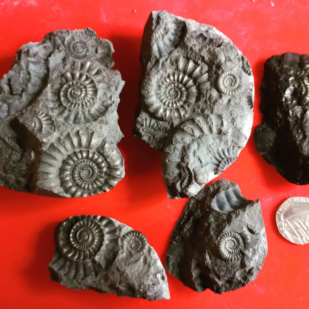 Delighted with this multi-block  ammonite split 🪓 this week from the beaches at Withernsea.
#ammonites #fossils #EastRiding #Yorkshire #happy