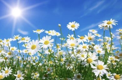 If I had a flower for every time you made me smile and laugh I’d have a garden to walk in forever LAUGH with your eyes HUG with your soul SMILE with your heart #SaturdayMorning #NationalDaisyDay #TheFlowerOfHope 🌼 #YouAreMySunshine ☀️