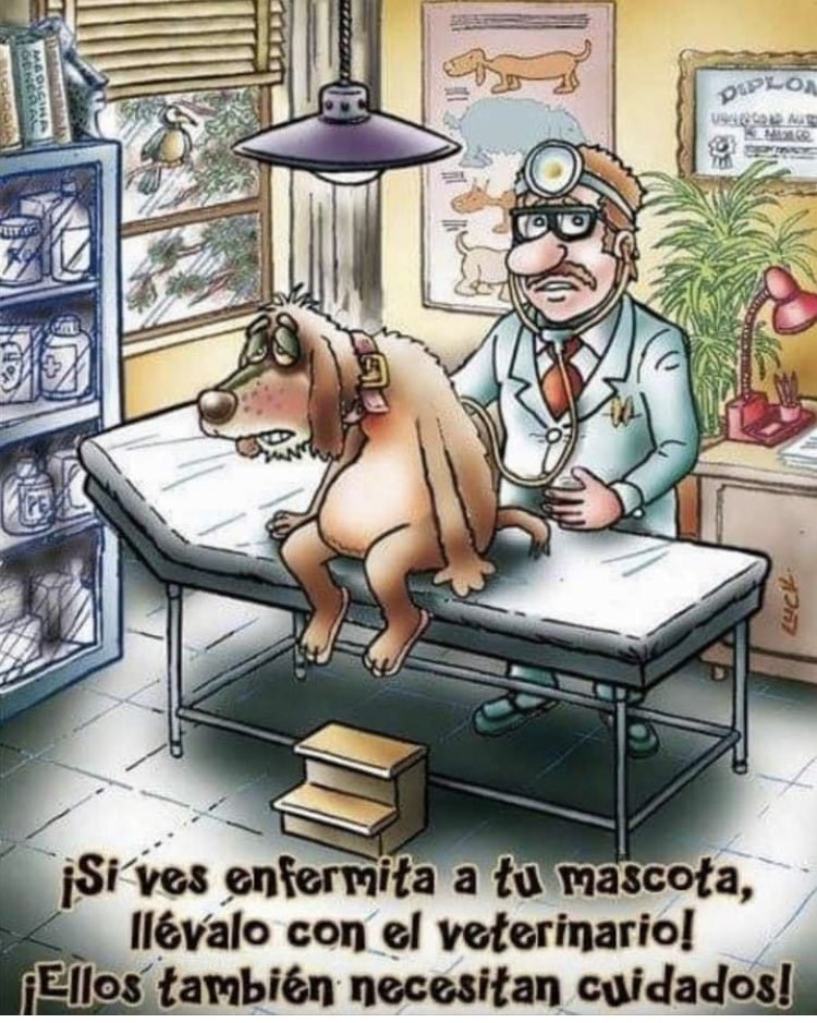 Si nuestro amigo peludo 🐶🐈‍⬛, está decaído, no come, no juega, llora o presenta dolor, por favor llévalo a la veterinaria 🏥urgente, ellos también necesitan atención médica 🧑‍⚕️.
#UrgenciasyEmergencias #veterinaria #AdoptaNoCompres