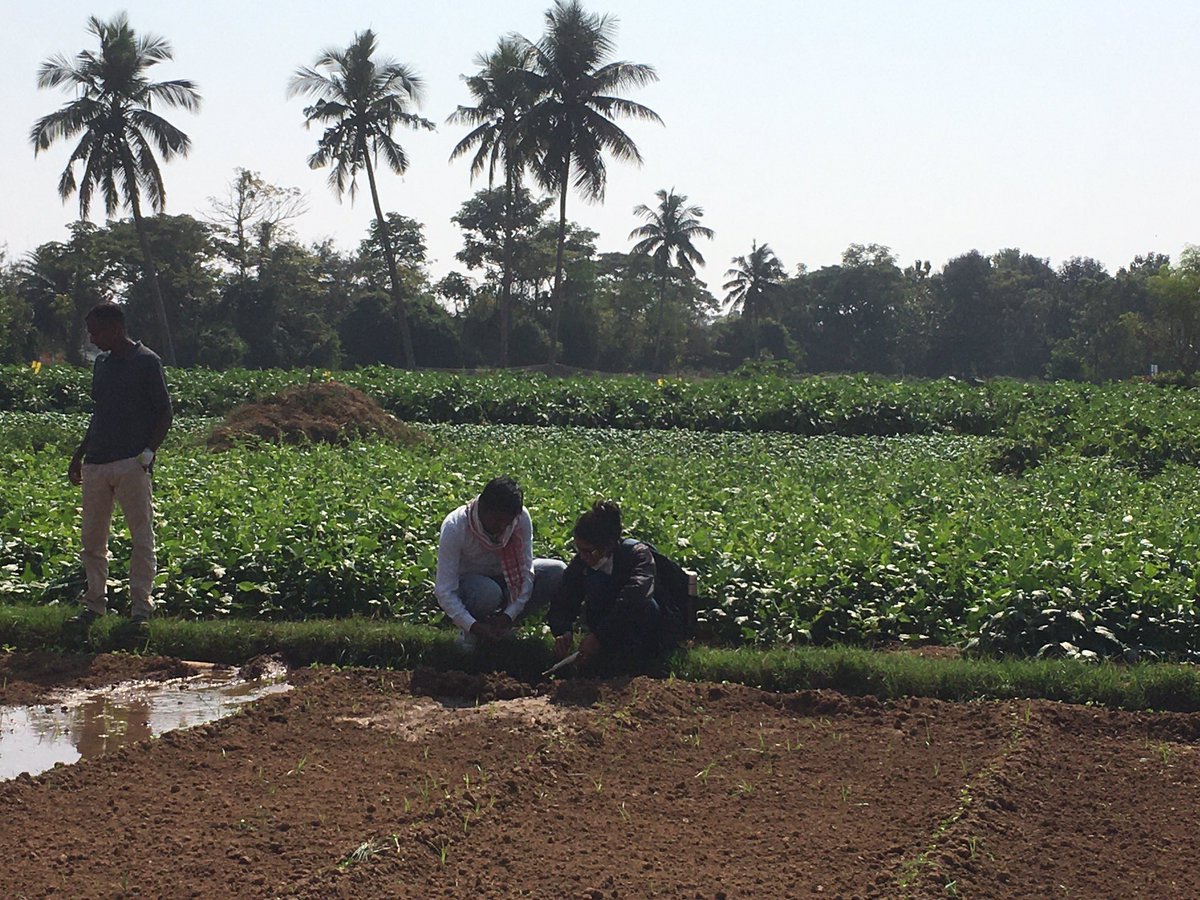 Sunilivane's tweet photo. Met Hariharan ji from Gopalpur of Ganjam district Orissa. He is Kondareddy community, they are known as hardworking people. During a visit to his farm we saw his passionate work of Vegetables farming. Very neat multi cropping.
#disom
#orissa
#theleadershipschool
#fieldstories https://t.co/IkEHYCnpFJ