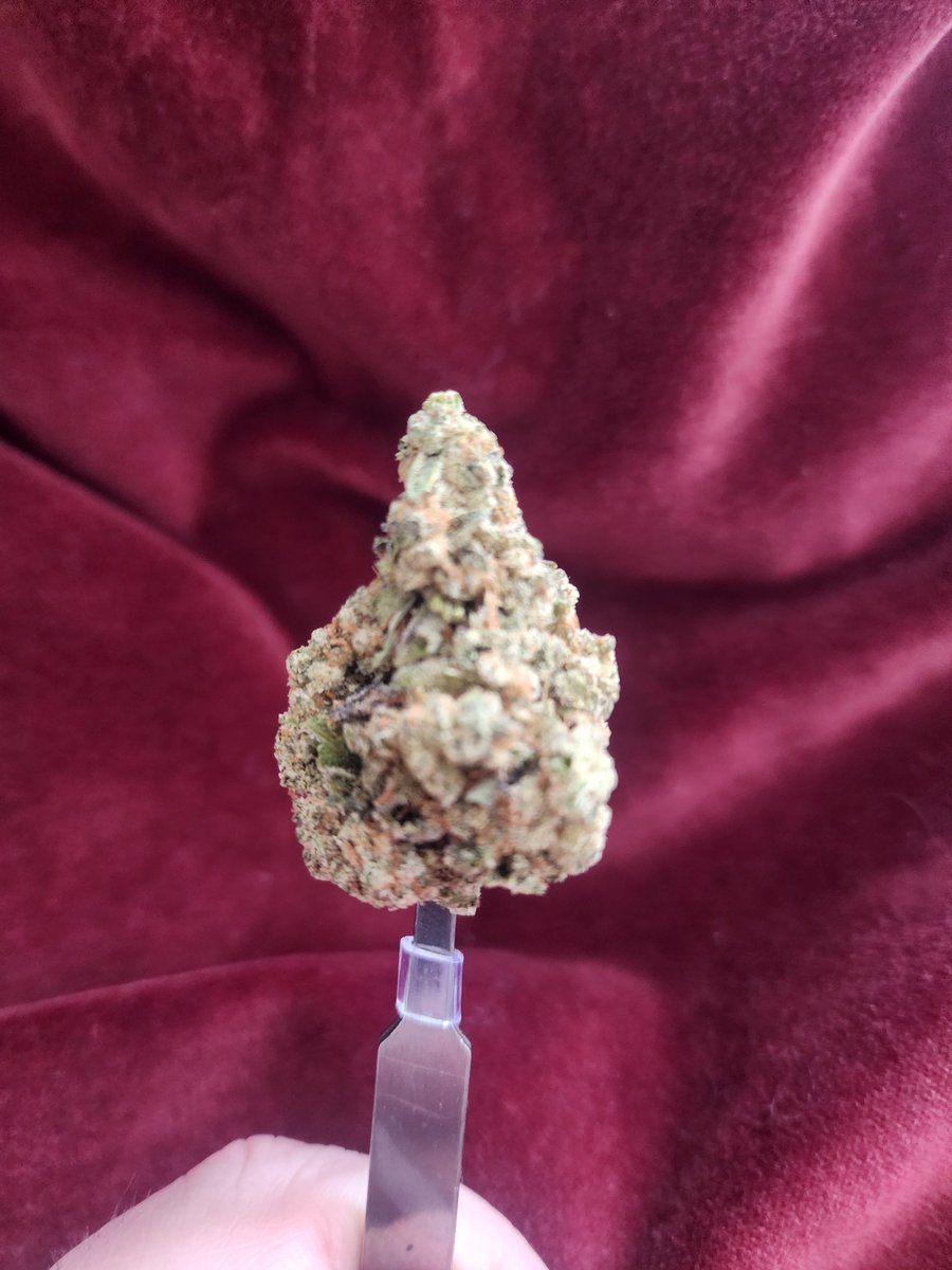 Hartsteinfeld's tweet photo. This @TopLeafCan Britney's Frozen Lemons is absolute 🔥🔥! If you're a fan of Terpinolene, don't sleep on this...almost half the total Terps in this lot comes from Terpinolene! Fresh, Lemon cleaner scent a flavour with a total cerebral buzz!
#CannabisCommunity #topleaf https://t.co/OQooP5GKF1