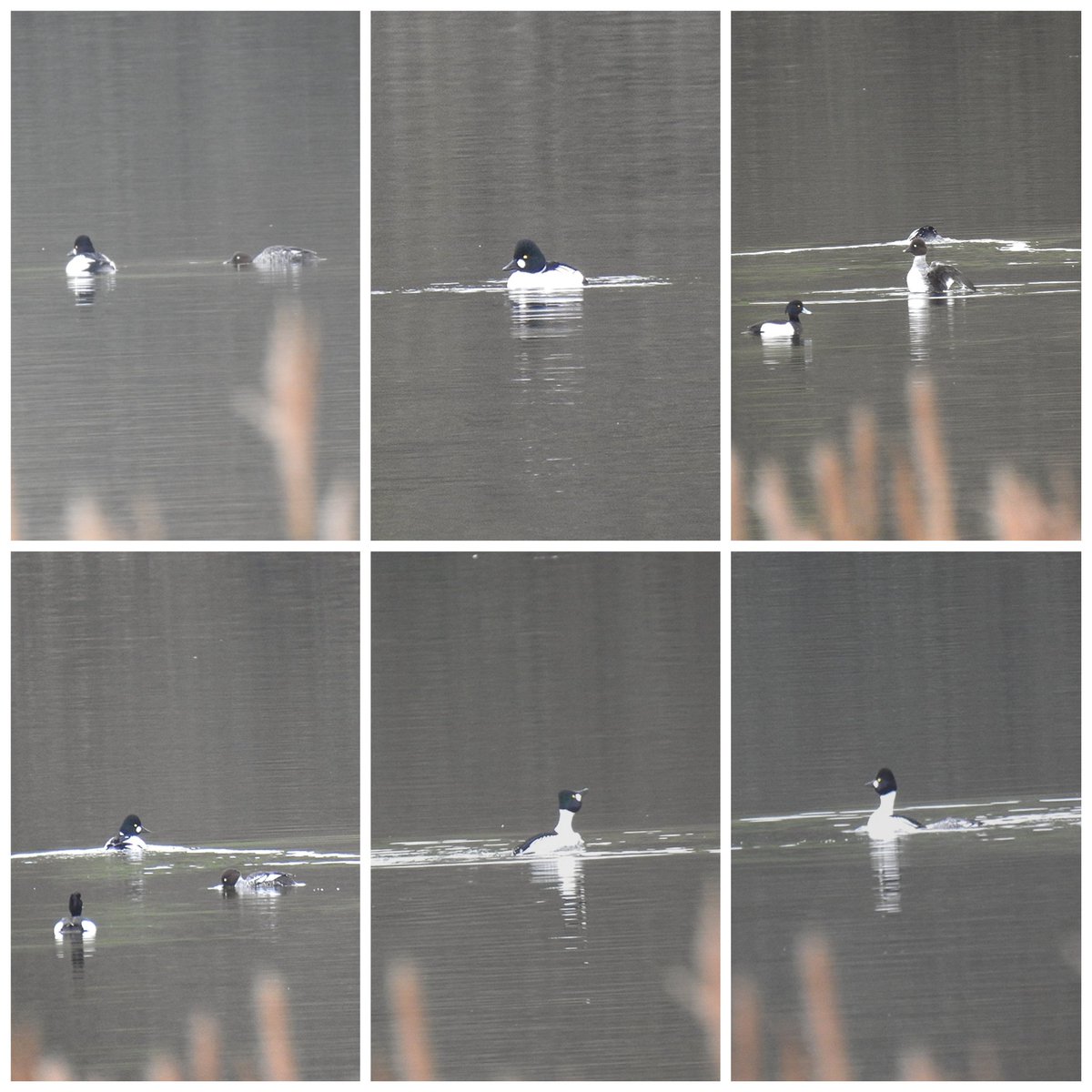 Distant but brilliant to see some Goldeneye courtship display and mating at Slapton Ley this PM. Photos really don't do it justice! Also Water Rail, GCGs, Gadwalls, Wigeons etc. Med Gull, 3 R Pipits & G Seal at Torcross. @DevonBirds @wildlife_devon #BirdsOfTwitter #birding #birds