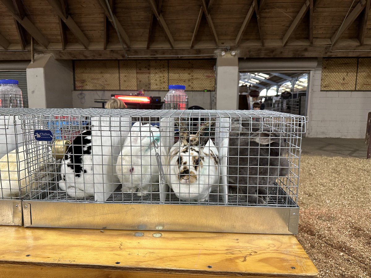 MSDeptofAg's tweet photo. Over 75 rabbits were exhibited today at the first-ever Dixie National Rabbit Extravaganza as part of the annual Junior Round Up Livestock Shows! Come out and support our @Mississippi4H and @MSFFA exhibitors as they compete for the Champion titles of their respective shows. https://t.co/8yKFFehHjO