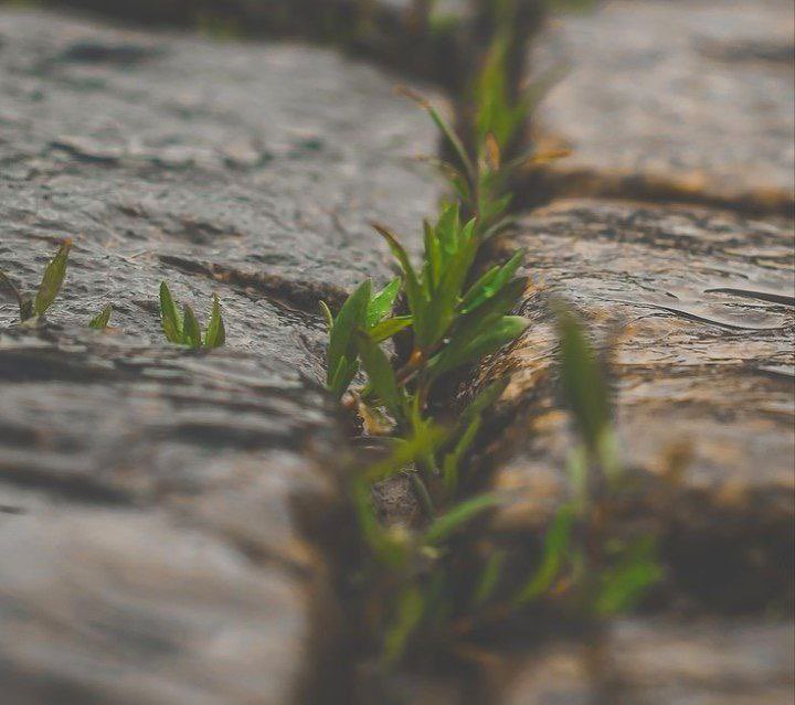 هكذا من يحسن ظنه بالله ينبت الله له من قساوة الأيام وردا 🌾🤍
#رسالة_اليوم #مساء_الخيرᅠ 
#Viola_Wrd