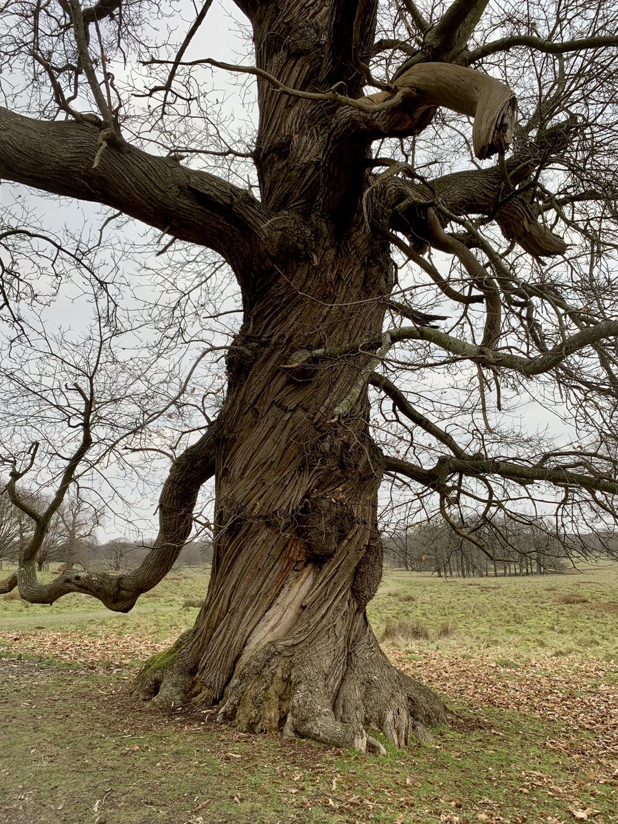 Lovely walk around Petworth Park this afternoon. Candidates for ⁦<a href="/MyFaveBench/">My Favourite Bench</a>⁩ and #ThickTrunkTuesday (when it comes). ⁦<a href="/PetworthNT/">Petworth House & Park</a>⁩ ⁦<a href="/southeastNT/">National Trust South East</a>⁩ ⁦<a href="/sdnpa/">South Downs National Park</a>⁩ ⁦<a href="/FriendSouthDwns/">Friends of the South Downs</a>⁩ ⁦<a href="/nationaltrust/">National Trust</a>⁩