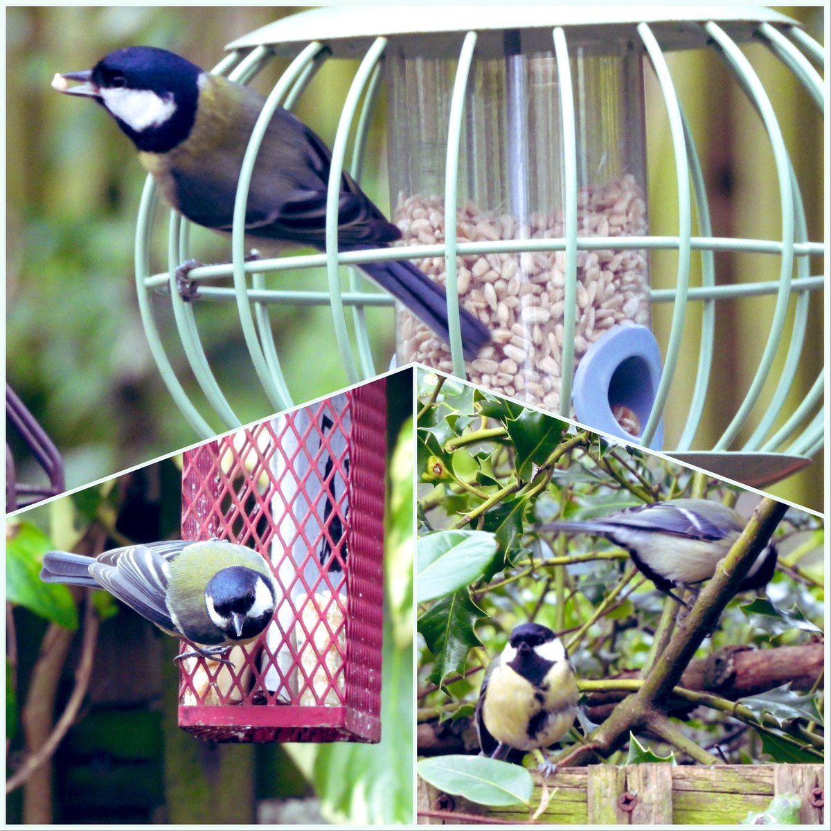 A few highlights from my #gardenbirdwatch today. Was thrilled fo see a pair of Dunnocks. Great Tits, Blue Tits, Long-tailed Tit, Coal Tits, Chaffinch.Three Robins had a clash & three Blackbirds seemed to be the optimum number for tolerance as well. And well, the Wren made my day!