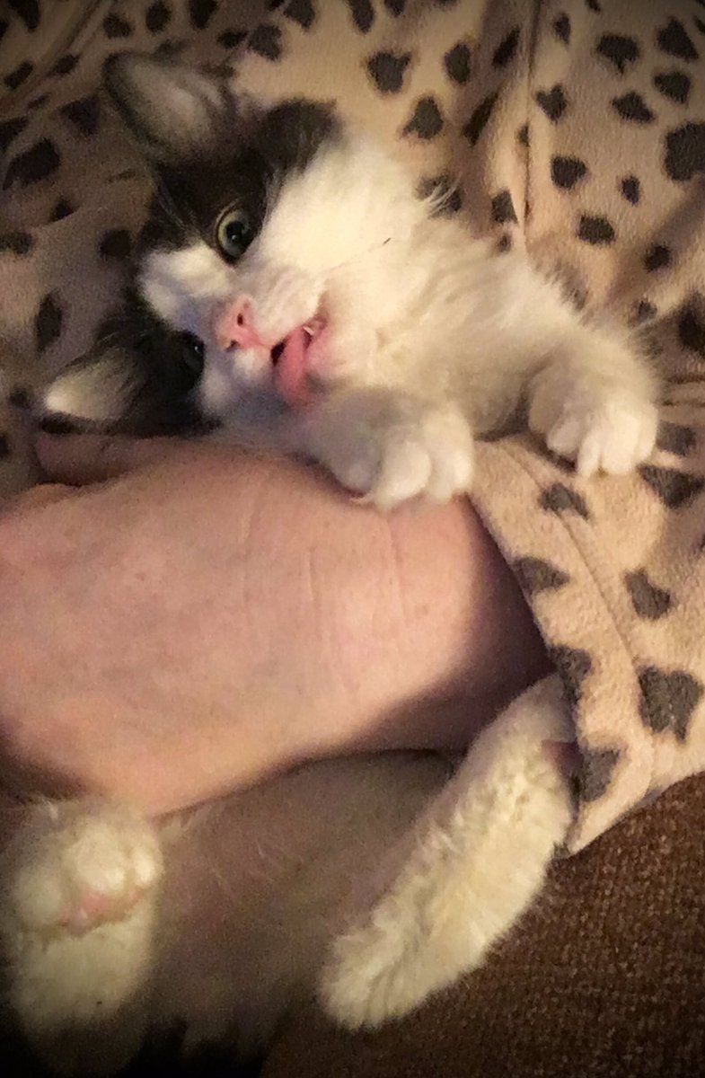 WildFlower_0121's tweet photo. When mom tells you to smile pretty for the camera but you have to make at least one derp face ππ₯°π₯΄πΎ #Caturday #CatsOfTwitter #RogerThat #RogerAndOut https://t.co/azLK6rQ0R7