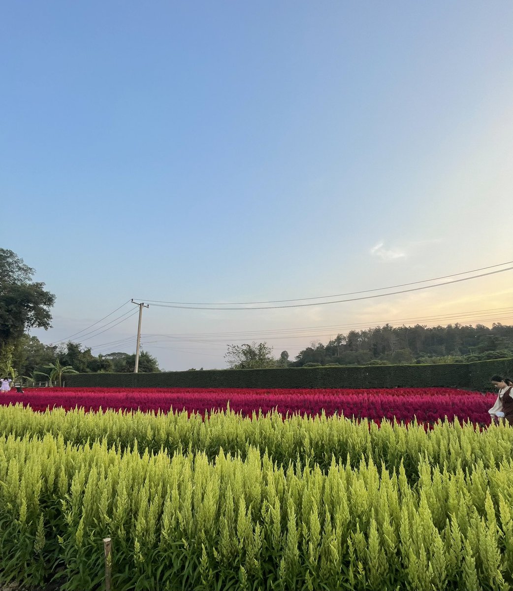 memoryycm's tweet photo. บางส่วนของสวนค่า https://t.co/vMTeaa8nBf