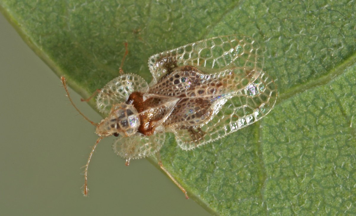 Bastien Castagneyrol (@bcastagneyrol) on Twitter photo Hi 🪲🌳🏙️ people!
We are looking for 🇨🇦🇺🇸 entomologistsfor a low-investment-high-reward 3 DAYS experiment on the oak lace bug Corythucha arcuata. If you're curious, please DM me. Anybody from <a href="/IUFROdivision7/">IUFRO Division 7 Forest Health</a> ?
Picture © György Csóka Hi 🪲🌳🏙️ people!
We are looking for 🇨🇦🇺🇸 entomologistsfor a low-investment-high-reward 3 DAYS experiment on the oak lace bug Corythucha arcuata. If you're curious, please DM me. Anybody from <a href="/IUFROdivision7/">IUFRO Division 7 Forest Health</a> ?
Picture © György Csóka