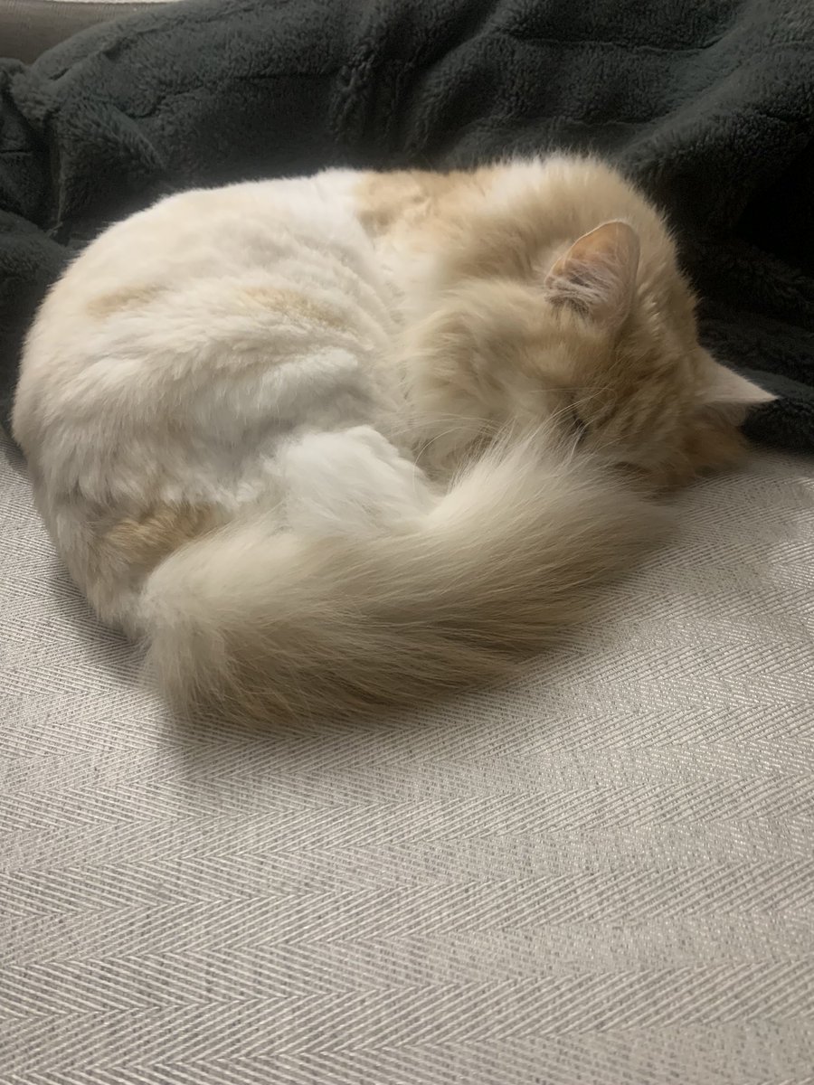 simorrthecat's tweet photo. @GrayMarker99 Happy caturday from sleepy #simorr #catsoftwitter #Caturday https://t.co/80pLcxNYOv