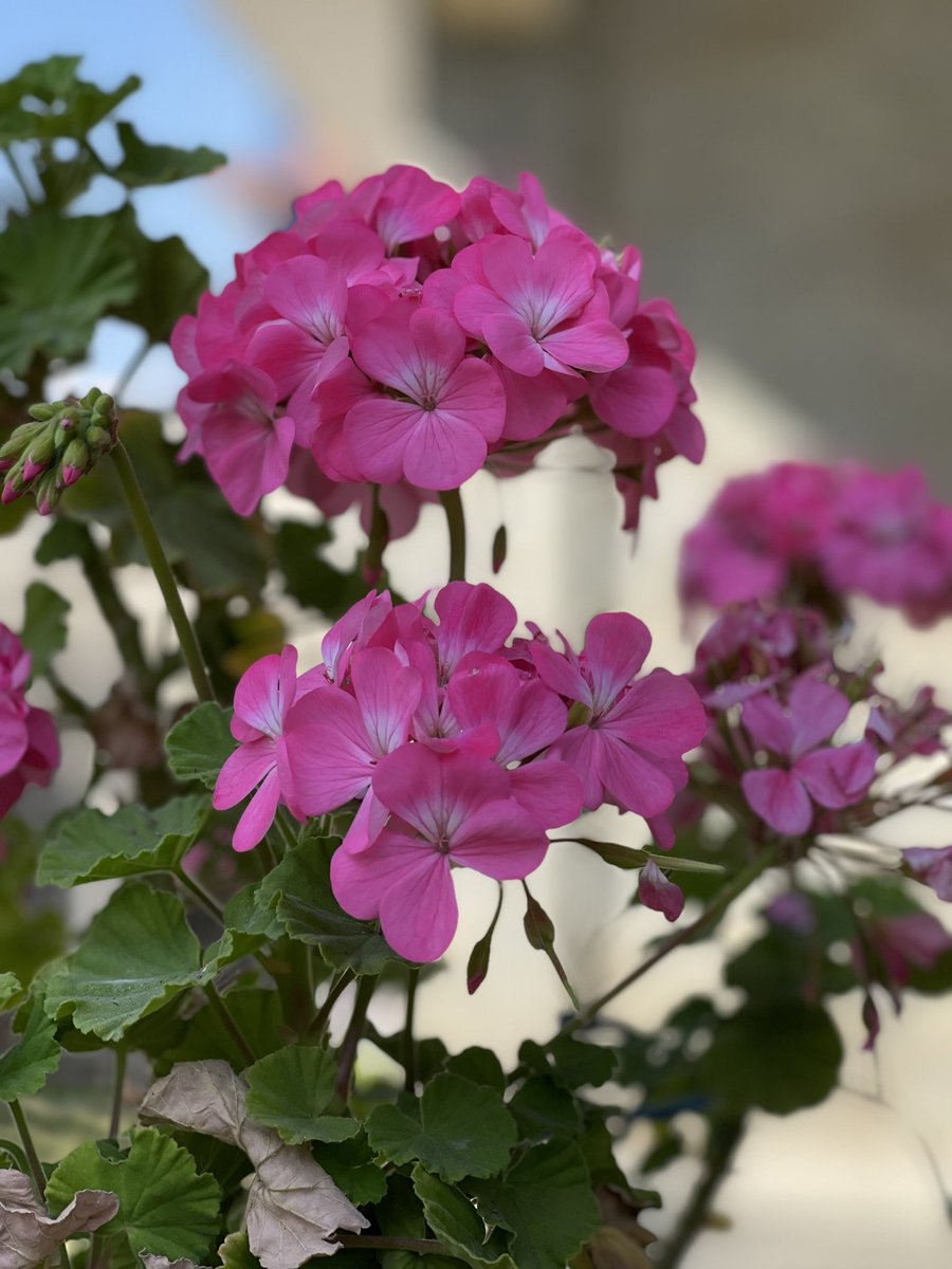 PaudelBadri's tweet photo. Flower and Fauna #owngarden https://t.co/YBPBtlomL5