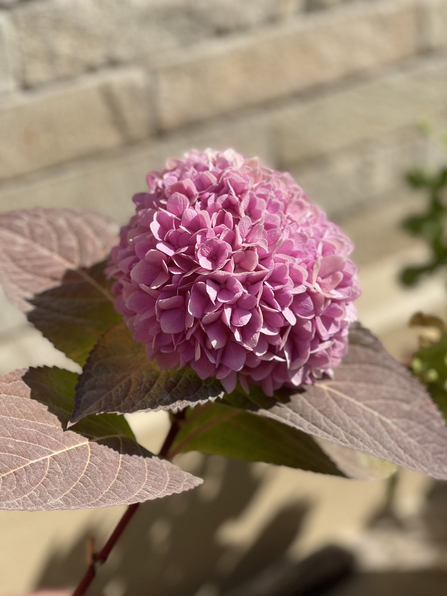 PaudelBadri's tweet photo. Flower and Fauna #owngarden https://t.co/YBPBtlomL5