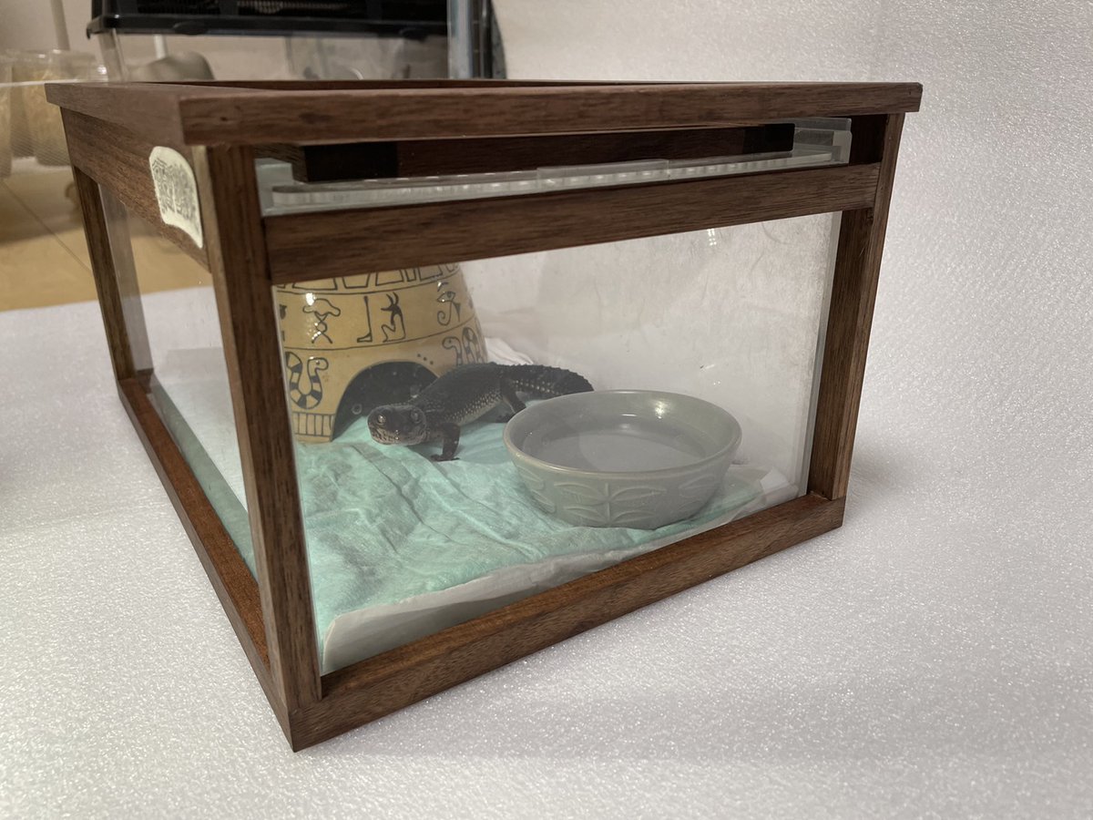 matukikenta's tweet photo. REPBASEさんにて新商品レプフレームお迎えしましたー!珍しい木を使っているらしくとてもおしゃれ🌟
コミさん気に入ってくれるといいけど
#repbase #冬レプ #ジャパンレプタイルズショー2023 #レオパ #ヒョウモントカゲモドキ #ブラックナイト #爬虫類 https://t.co/XpXaoLb7xF