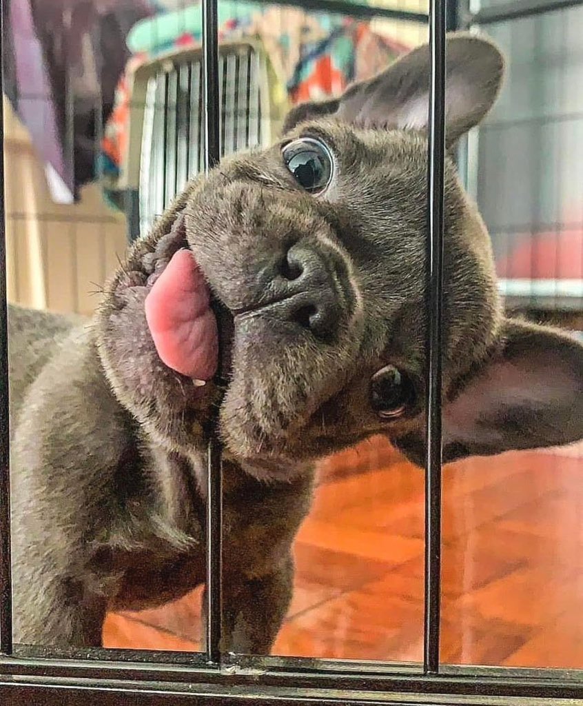 FishWFriends's tweet photo. Oh my god this makes me want one! #SleepInSaturday #SaturdaySnuggles #FrenchBulldog #FishWithFriends #QCountry #LetMeOut #CuteFacePuppyButt https://t.co/wpEh84XoJy