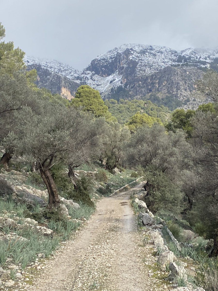 3404metros's tweet image. Etapón hoy en #serratramuntana , mi challenge a mi rollo 🤦🏻‍♂️😎 #mountainbike #mallorca