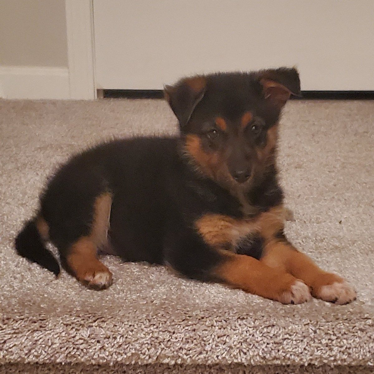 FreedomLover615's tweet photo. @dustinrhodes @AcademyRhodes My little girl just turned 8 weeks old. Her name is Mila. Her daddy was a police dog and she is smart as a whip. #GermanShepherd #GSD https://t.co/lqZVavuTZp