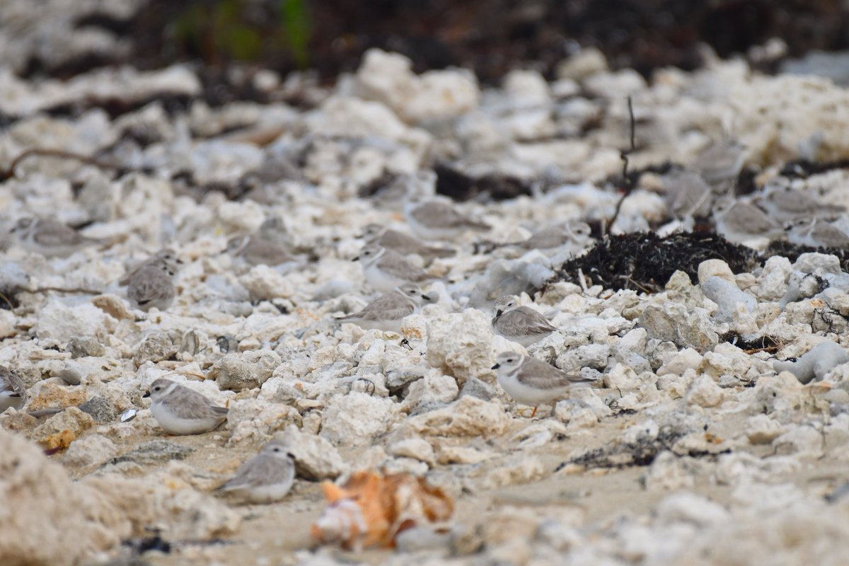 NycPlover's tweet photo. If you are a #ploverlover like we are - you will LOVE this photo. Many little Piping Plover 🍞’s living their best lives. Andros, Bahamas is an important winter location for the birds that breed from NJ to Ontario, and of course, NY! Follow us for more updates from the #CWC2023! https://t.co/n6b3ah3KdH