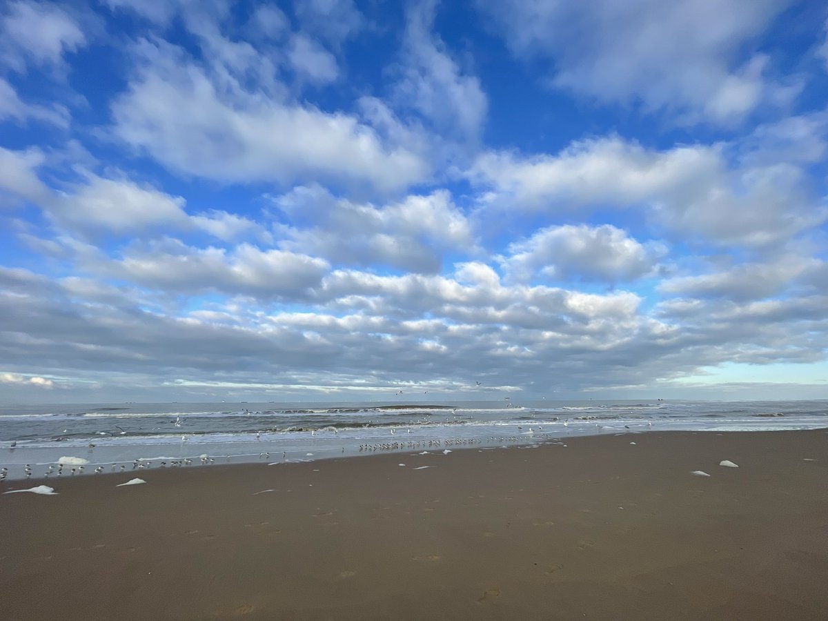 MarcGuyt's tweet photo. 81.Water Rail
82.Hooded Crow
83.Long-tailed Tit 
84.Yellow-legged Gull
85.Caspian Gull
86.Willow Tit
87.Northern Goshawk
88.Crested Tit

+8 for the #LocalBigYear in/around #katwijk ���🇱 since last update. 

150+ sanderlings on the beach as well 🙏

#birdsseenin2023 https://t.co/bcvZedgyX8