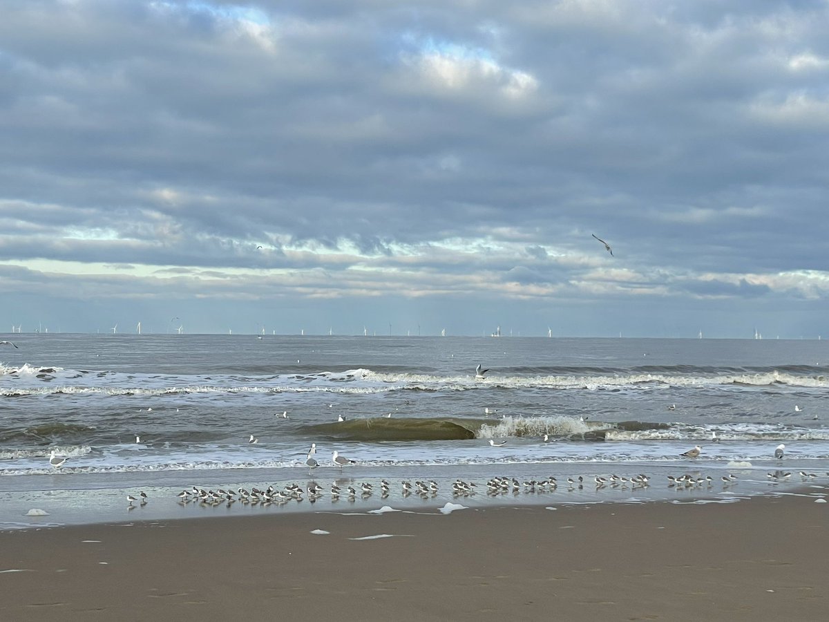 81.Water Rail
82.Hooded Crow
83.Long-tailed Tit 
84.Yellow-legged Gull
85.Caspian Gull
86.Willow Tit
87.Northern Goshawk
88.Crested Tit

+8 for the #LocalBigYear in/around #katwijk 🇳🇱 since last update. 

150+ sanderlings on the beach as well 🙏

#birdsseenin2023